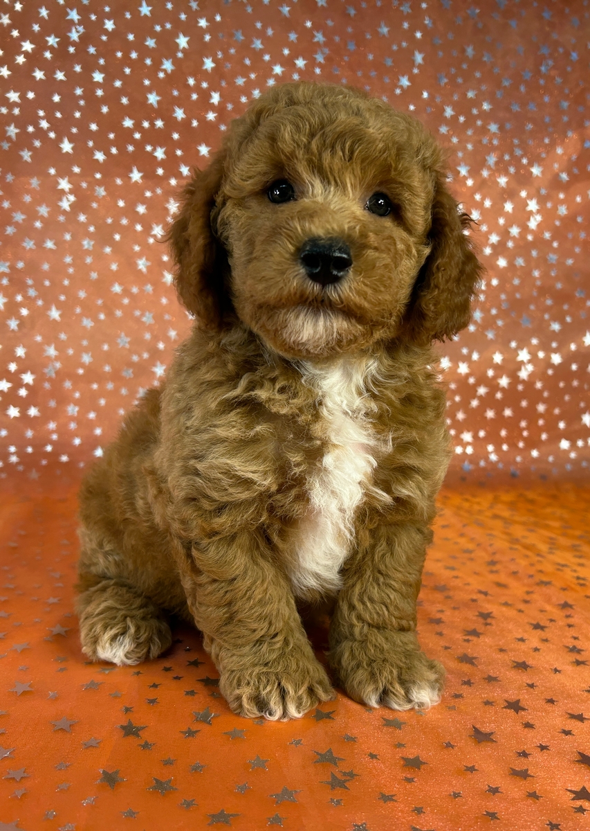 Red Male Bichon Poodle Puppy for Sale in Iowa DOB 5-14-2026 $950